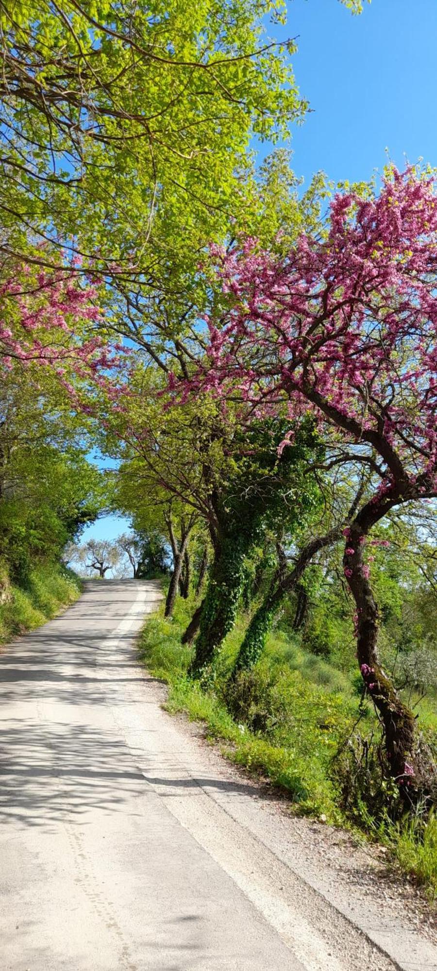 B&B Il Sentiero Di Assisi Dış mekan fotoğraf