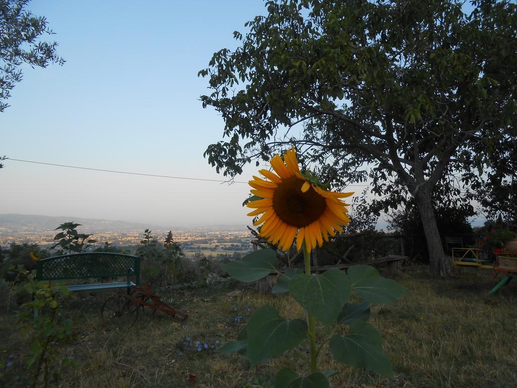 B&B Il Sentiero Di Assisi Dış mekan fotoğraf