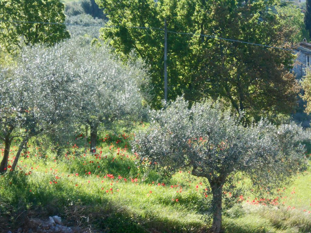 B&B Il Sentiero Di Assisi Dış mekan fotoğraf