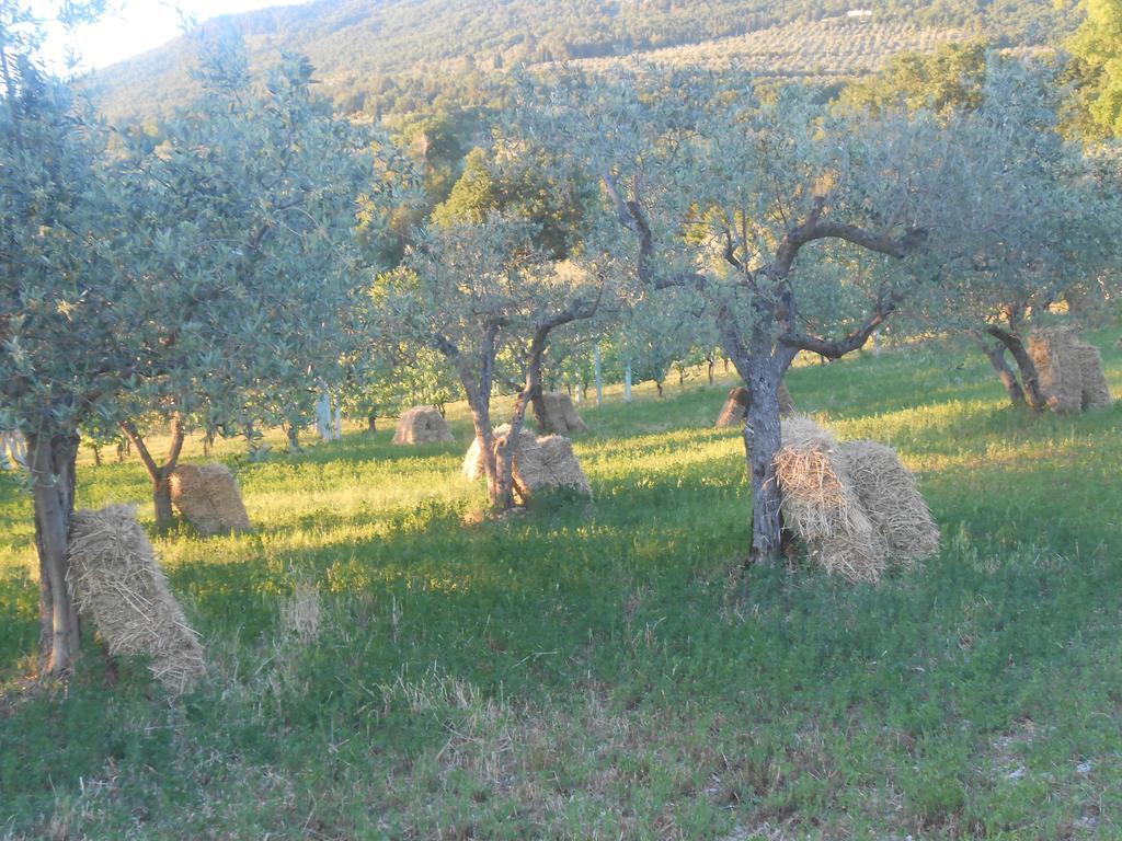 B&B Il Sentiero Di Assisi Dış mekan fotoğraf